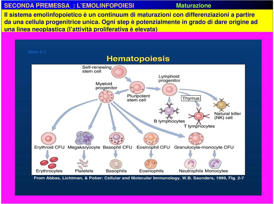 partire da una cellula progenitrice unica.