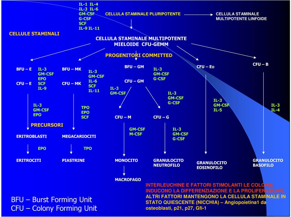 IL-3 GM-CSF IL-5 CFU B IL-3 IL-4 PRECURSORI ERITROBLASTI MEGACARIOCITI GM-CSF M-CSF IL-3 GM-CSF G-CSF EPO TPO ERITROCITI PIASTRINE MONOCITO GRANULOCITO NEUTROFILO GRANULOCITO EOSINOFILO GRANULOCITO