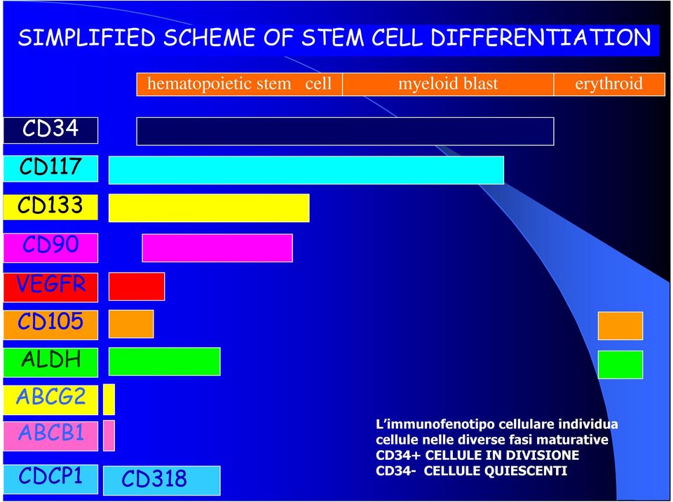 ABCB1 CDCP1 CD318 L immunofenotipo cellulare individua cellule nelle