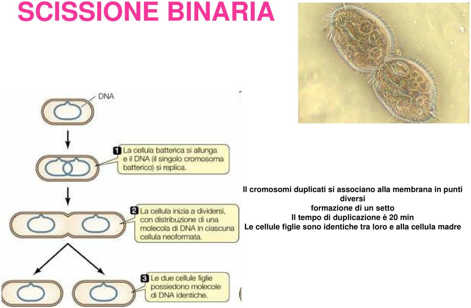 formazione di un setto Il tempo di duplicazione è