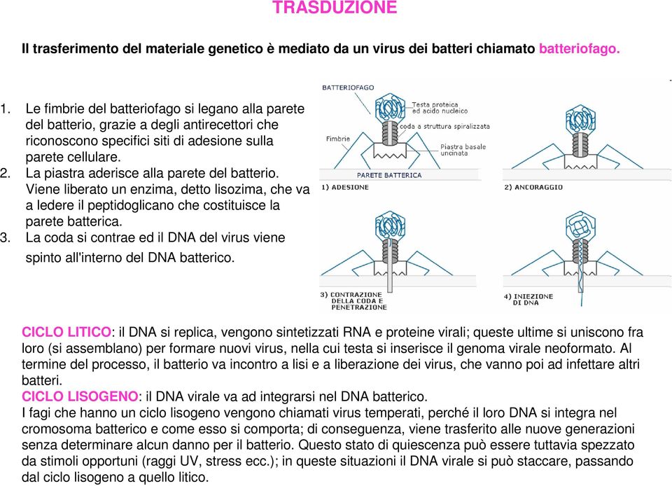 La piastra aderisce alla parete del batterio. Viene liberato un enzima, detto lisozima, che va a ledere il peptidoglicano che costituisce la parete batterica. 3.