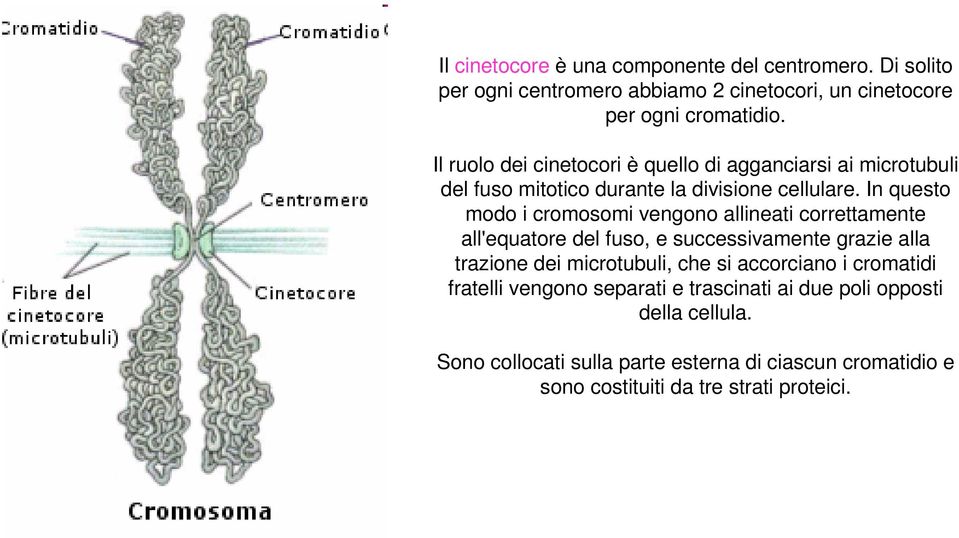 In questo modo i cromosomi vengono allineati correttamente all'equatore del fuso, e successivamente grazie alla trazione dei microtubuli, che si