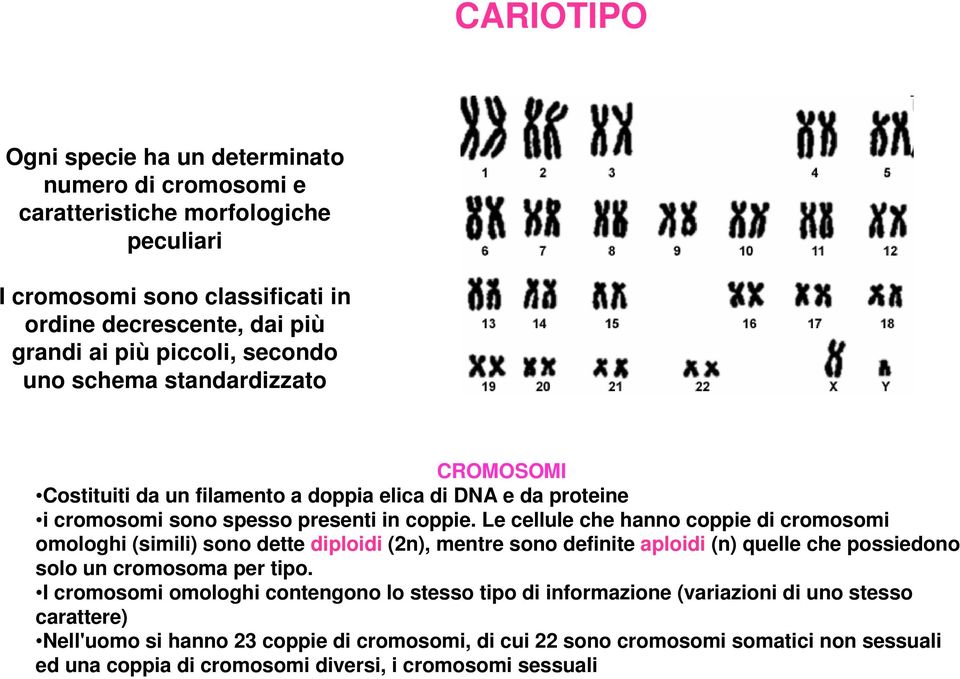 Le cellule che hanno coppie di cromosomi omologhi (simili) sono dette diploidi (2n), mentre sono definite aploidi (n) quelle che possiedono solo un cromosoma per tipo.