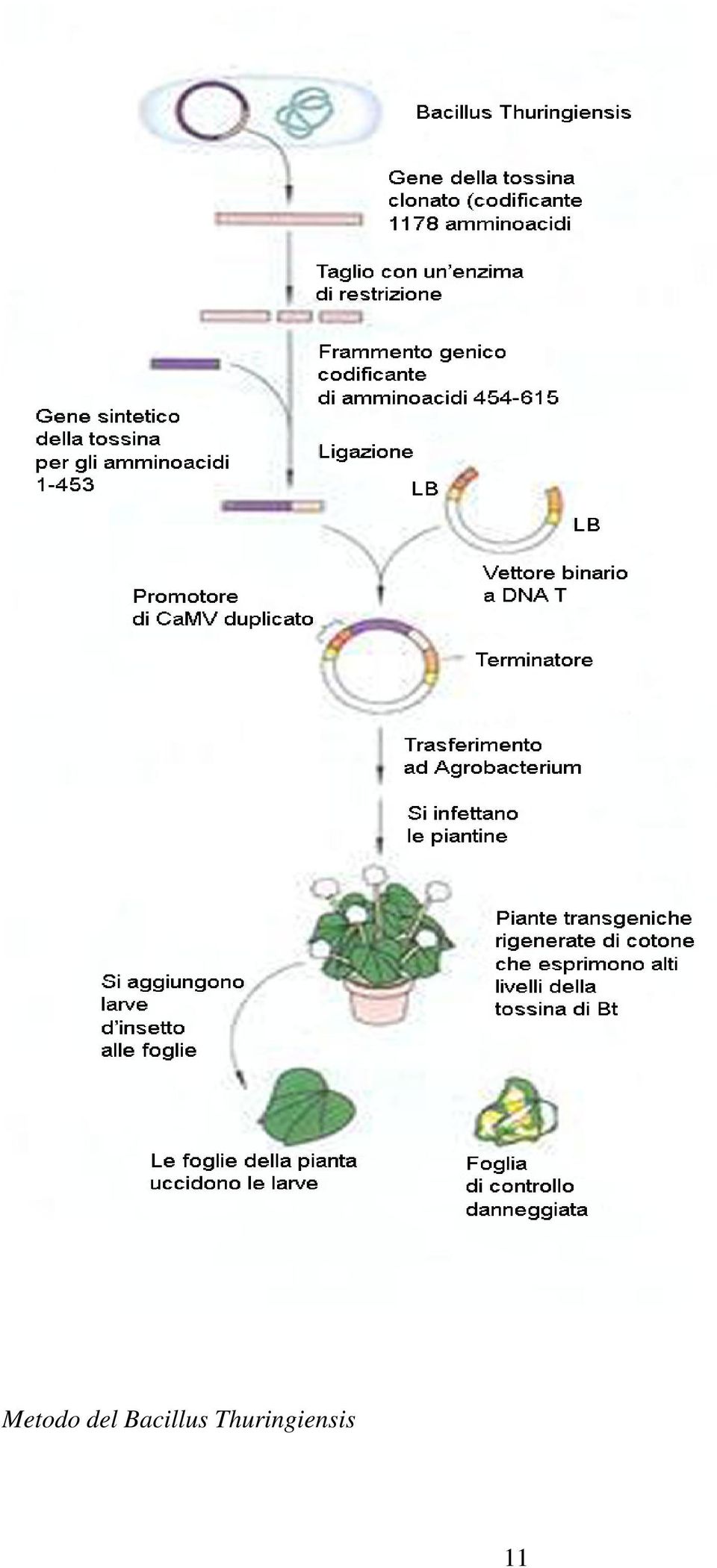 Bacillus