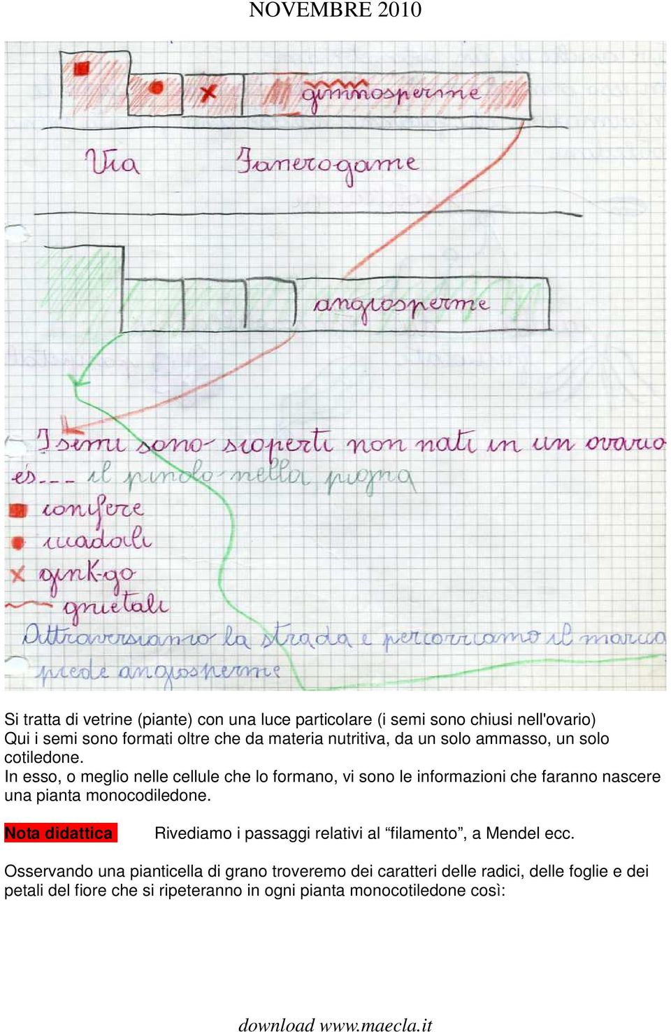 In esso, o meglio nelle cellule che lo formano, vi sono le informazioni che faranno nascere una pianta monocodiledone.