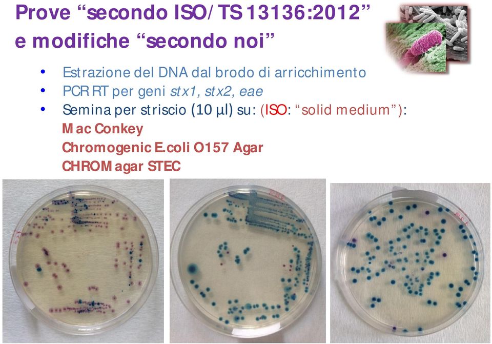 geni stx1, stx2, eae Semina per striscio (10 µl) su: (ISO: