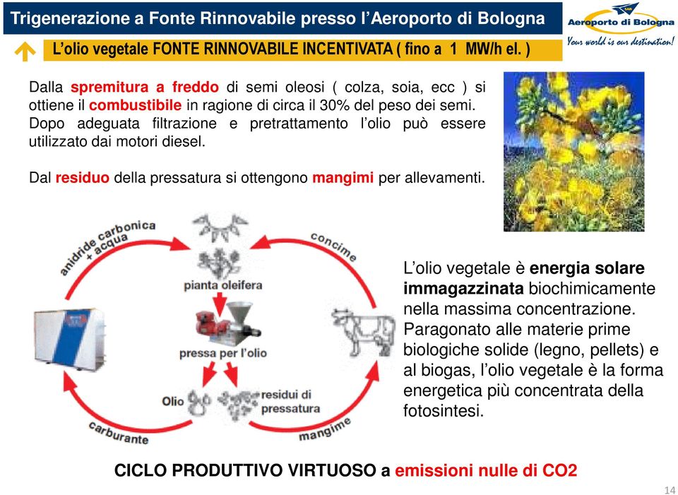 Dopo adeguata filtrazione e pretrattamento l olio può essere utilizzato dai motori diesel. Dal residuo della pressatura si ottengono mangimi per allevamenti.