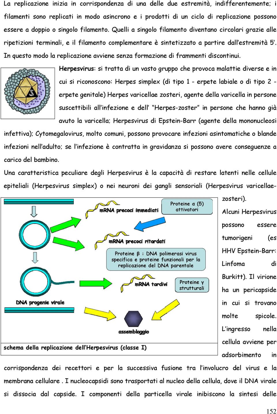 In questo modo la replicazione avviene senza formazione di frammenti discontinui.