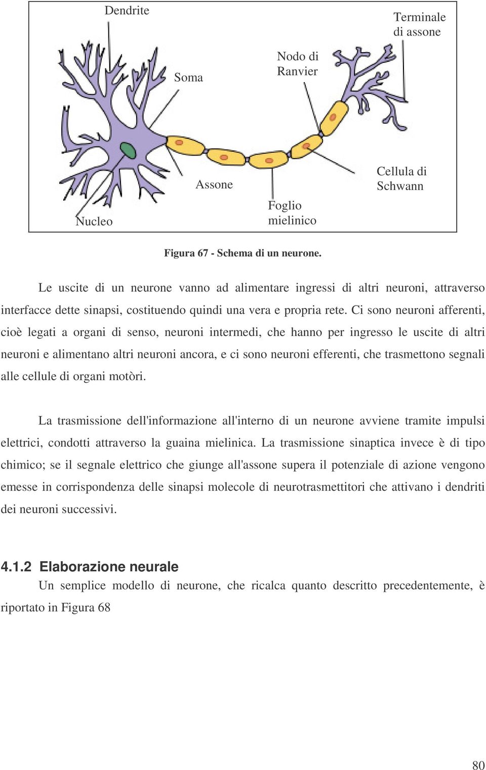 Ci sono neuroni afferenti, cioè legati a organi di senso, neuroni intermedi, che hanno per ingresso le uscite di altri neuroni e alimentano altri neuroni ancora, e ci sono neuroni efferenti, che