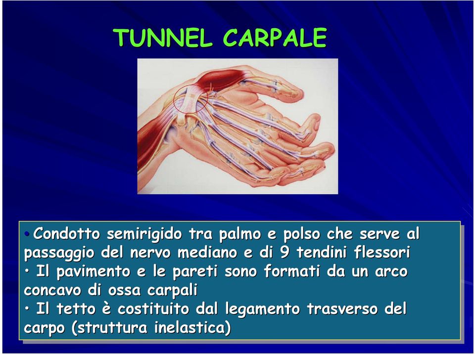 le pareti sono formati da un arco concavo di ossa carpali Il tetto