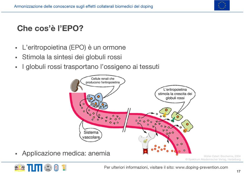 trasportano l ossigeno ai tessuti Cellule renali che producono l eritropoietina L