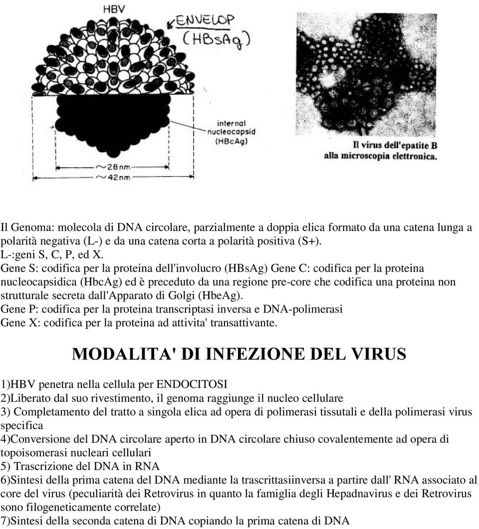 secreta dall'apparato di Golgi (HbeAg). Gene P: codifica per la proteina transcriptasi inversa e DNA-polimerasi Gene X: codifica per la proteina ad attivita'transattivante.