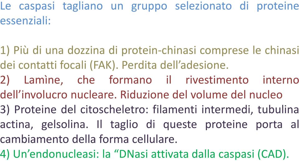 2) Lamìne, che formano il rivestimento interno dell involucro nucleare.