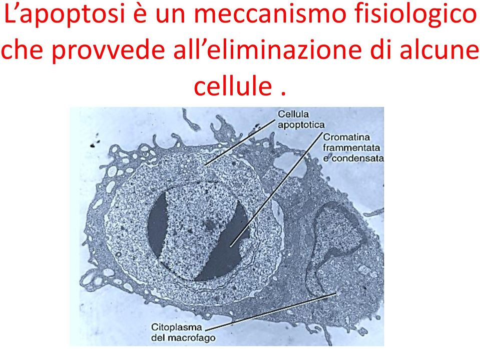 fisiologico che