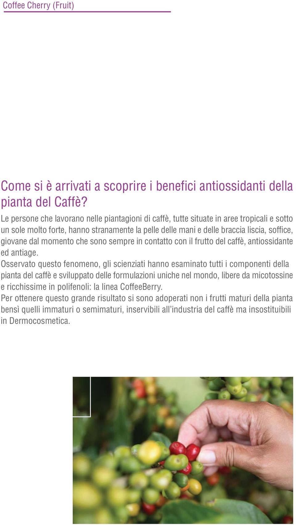 momento che sono sempre in contatto con il frutto del caffè, antiossidante ed antiage.