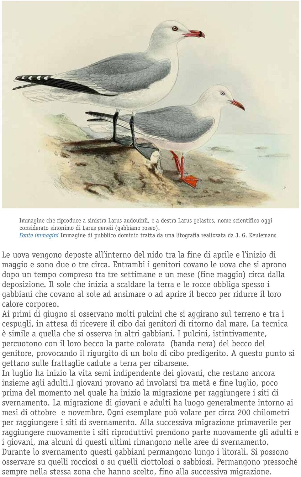 Keulemans Le uova vengono deposte all interno del nido tra la fine di aprile e l inizio di maggio e sono due o tre circa.