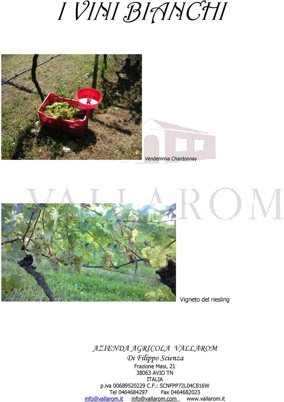 Vendemmia