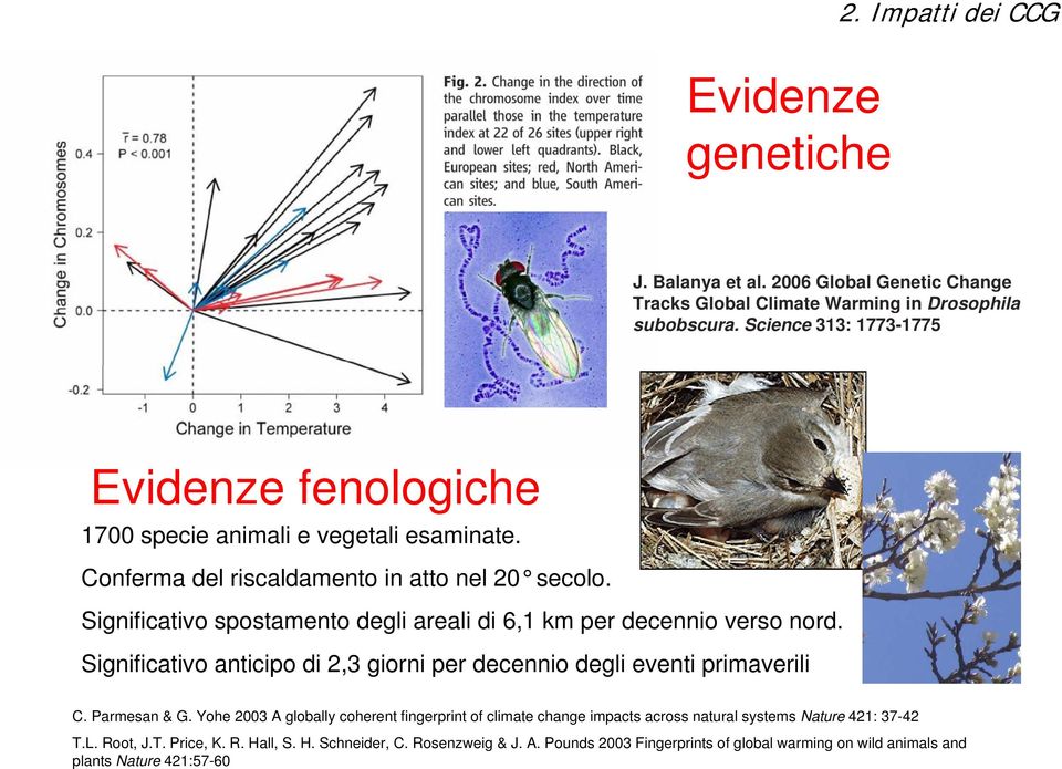 Significativo spostamento degli areali di 6,1 km per decennio verso nord. Significativo anticipo di 2,3 giorni per decennio degli eventi primaverili C. Parmesan & G.