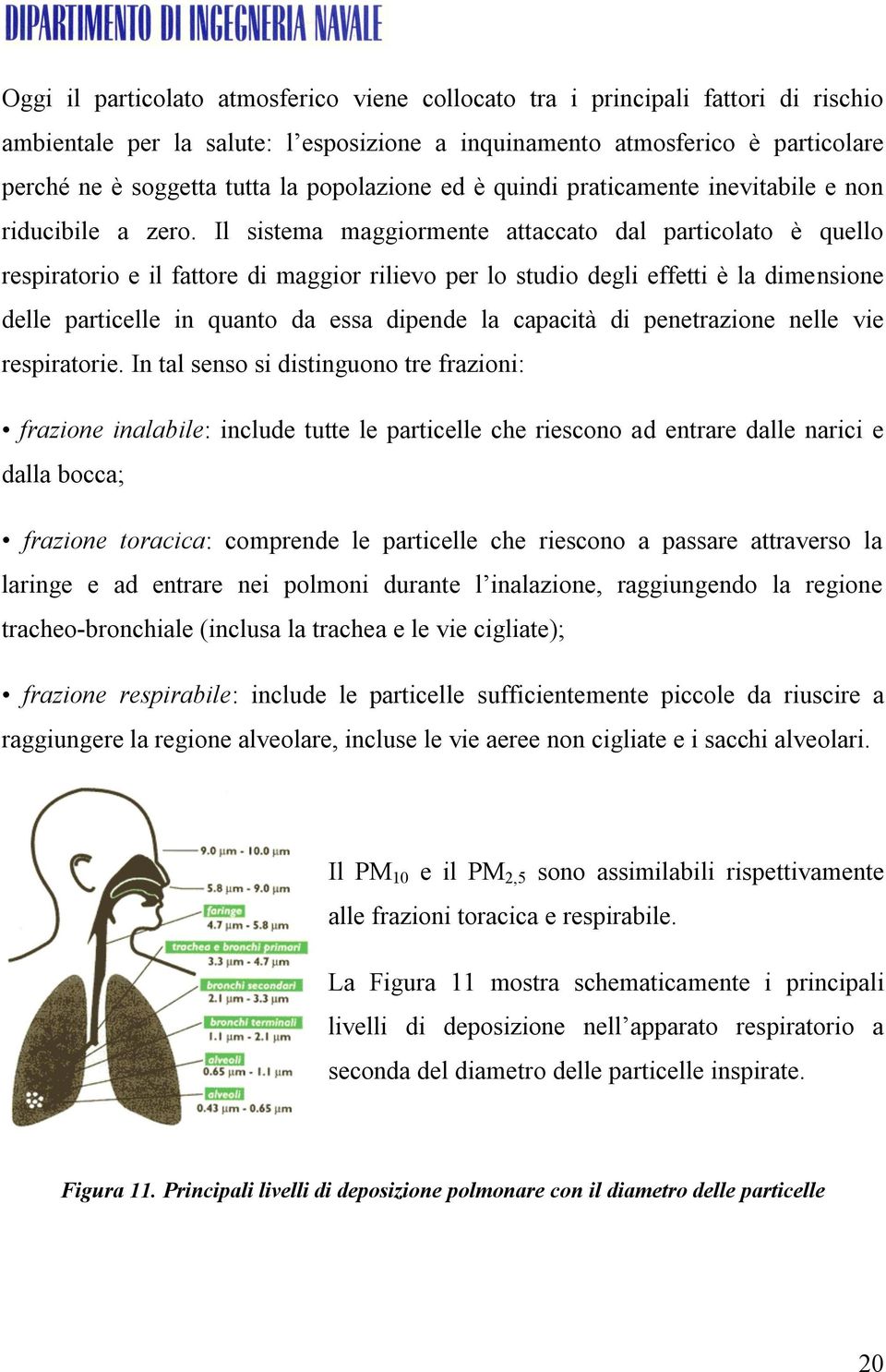 Il sistema maggiormente attaccato dal particolato è quello respiratorio e il fattore di maggior rilievo per lo studio degli effetti è la dimensione delle particelle in quanto da essa dipende la