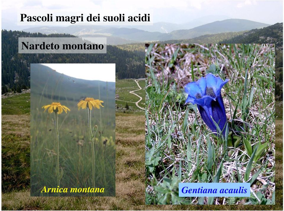 montano Arnica