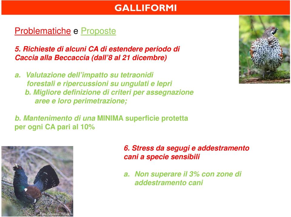 Valutazione dell impatto su tetraonidi forestali e ripercussioni su ungulati e lepri Foto Giovanni Pelucchi b.