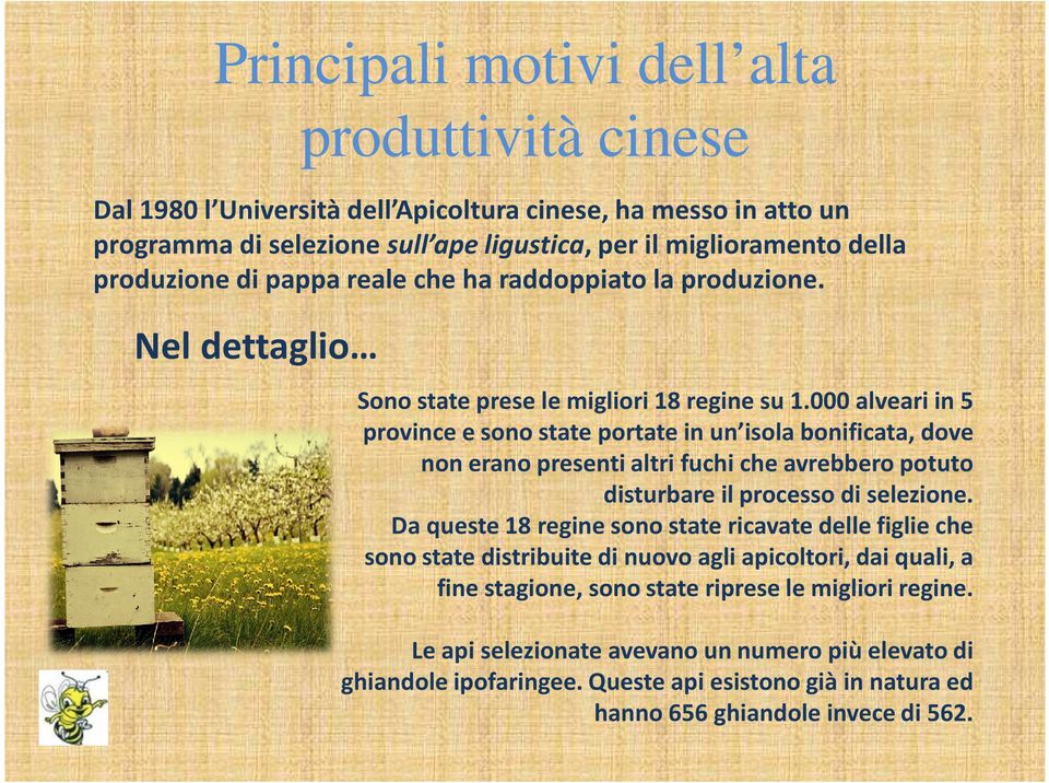 000 alveari in 5 province e sono state portate in un isola bonificata, dove non erano presenti altri fuchi che avrebbero potuto disturbare il processo di selezione.