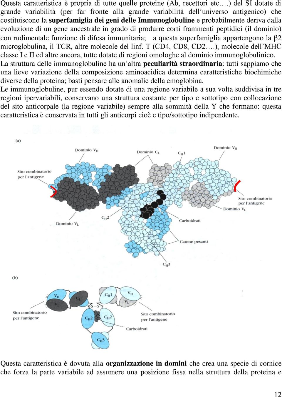 evoluzione di un gene ancestrale in grado di produrre corti frammenti peptidici (il dominio) con rudimentale funzione di difesa immunitaria; a questa superfamiglia appartengono la 2 microglobulina,