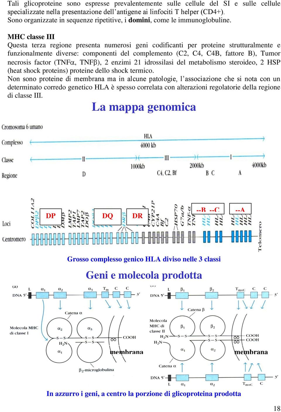 MHC classe III Questa terza regione presenta numerosi geni codificanti per proteine strutturalmente e funzionalmente diverse: componenti del complemento (C2, C4, C4B, fattore B), Tumor necrosis