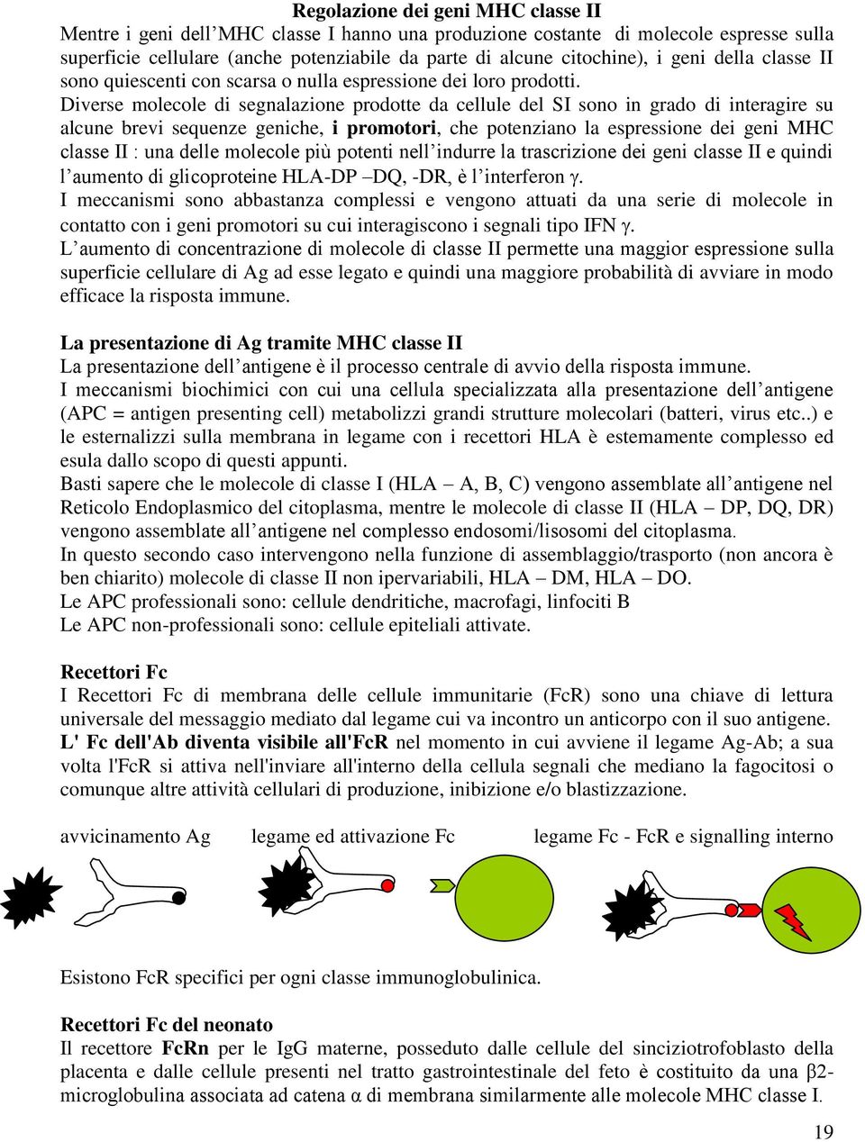 Diverse molecole di segnalazione prodotte da cellule del SI sono in grado di interagire su alcune brevi sequenze geniche, i promotori, che potenziano la espressione dei geni MHC classe II : una delle