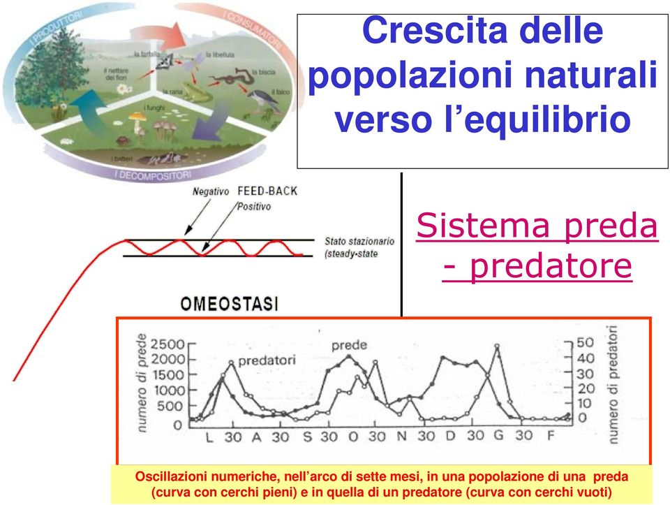 di sette mesi, in una popolazione di una preda (curva con