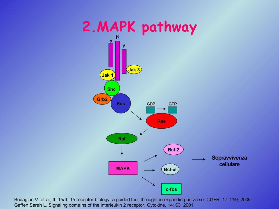 et al, IL-15/IL-15 receptor biology: a guided tour through an expanding