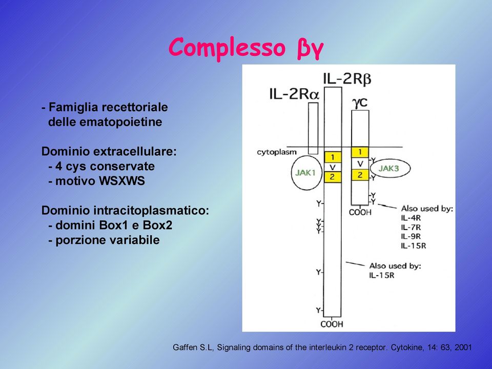 intracitoplasmatico: - domini Box1 e Box2 - porzione variabile