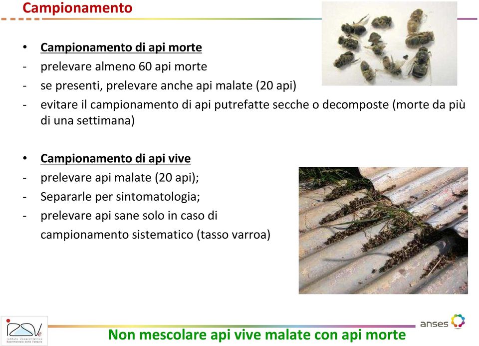 settimana) Campionamento di api vive - prelevare api malate (20 api); - Separarle per sintomatologia; -