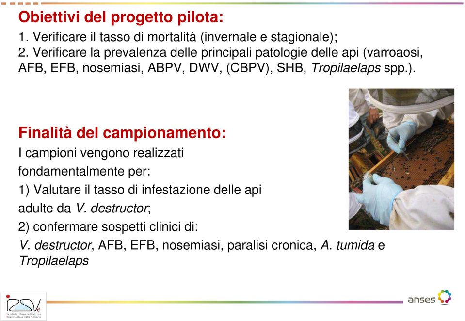 Tropilaelaps spp.).