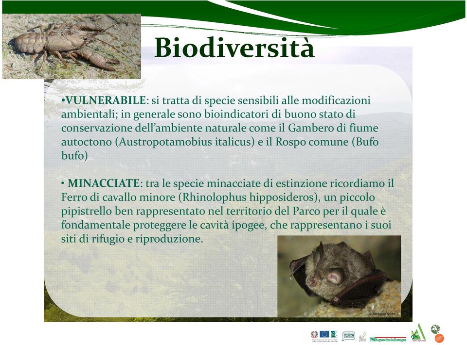 MINACCIATE: tra le specie minacciate di estinzione ricordiamo il Ferro di cavallo minore (Rhinolophus hipposideros), un piccolo pipistrello