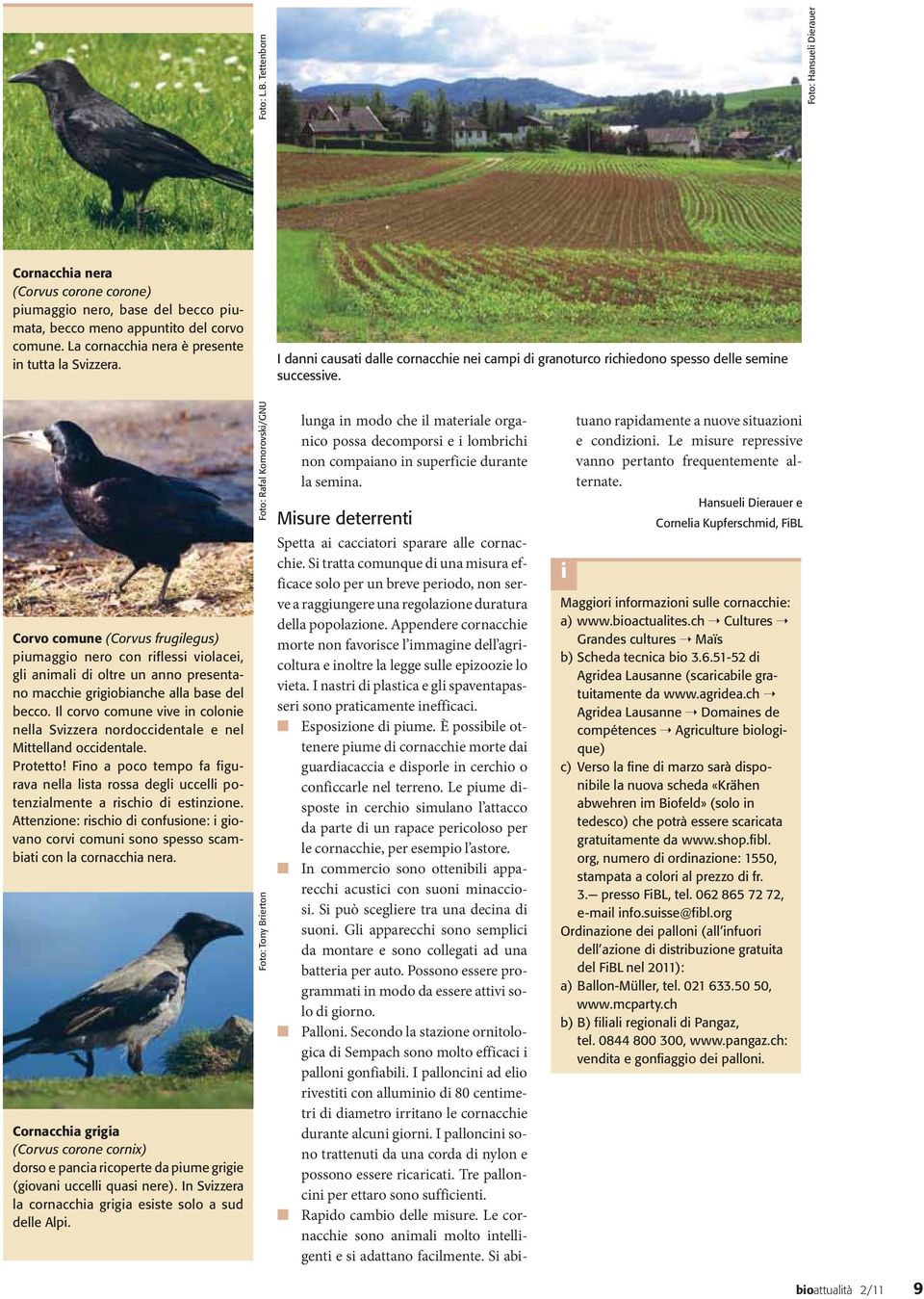 Corvo comune (Corvus frugilegus) piumaggio nero con riflessi violacei, gli animali di oltre un anno presentano macchie grigiobianche alla base del becco.