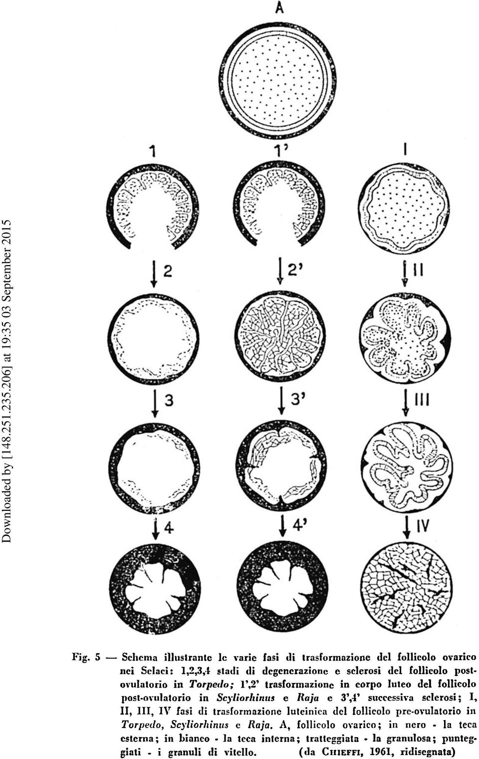 sclerosi ; I, 11, 111, I\ fasi di trasformazione lutcinica del follicolo prc-ovulatorio in Torpedo, Scyliorhinns e Raja.