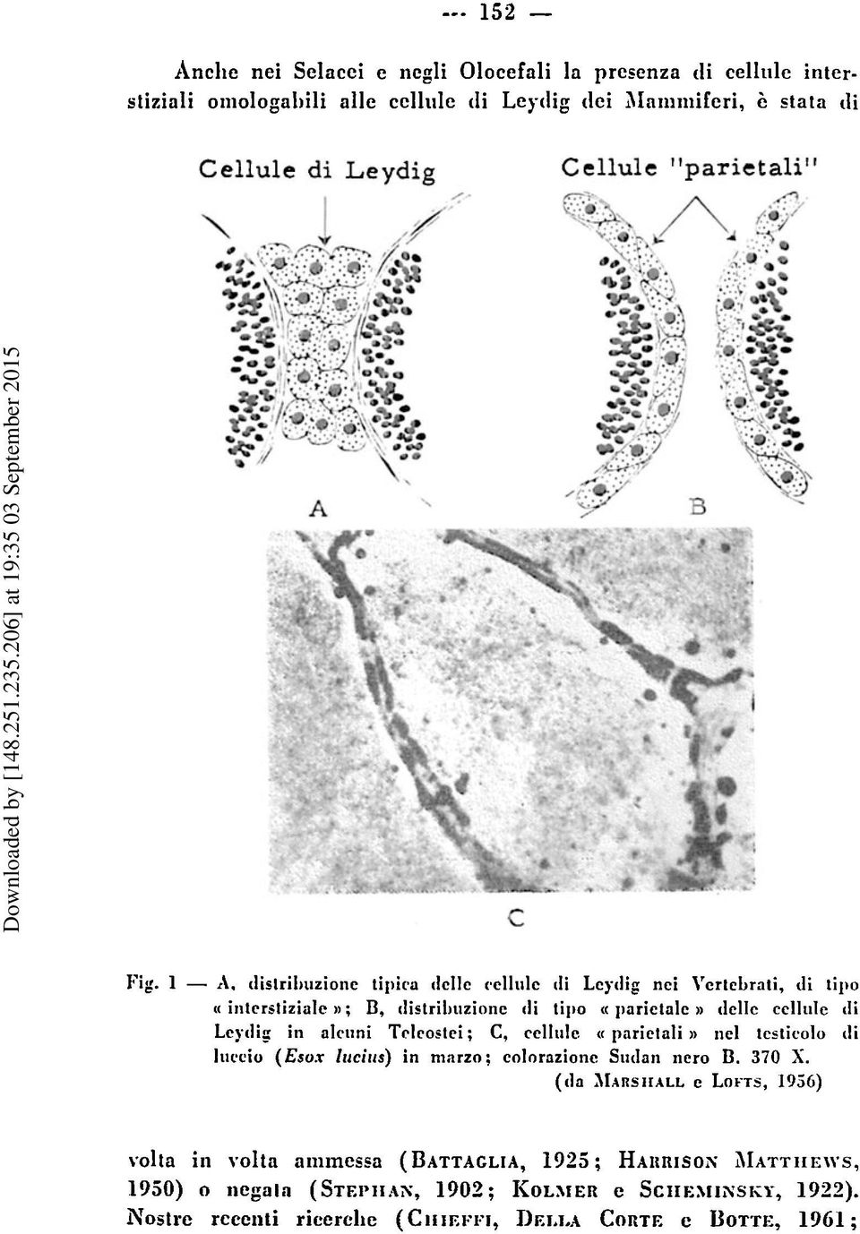 alruni Trlrostri; C, cellulc (( pnrictali )) ncl tcsticolo tli lurcio (Esox Irrcirts) in mirzo; colorazio~ic Sittlaii iicro I3. 370 S.