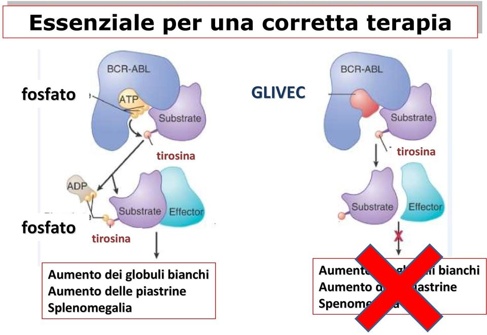 tirosina Aumento dei globuli bianchi Aumento delle piastrine