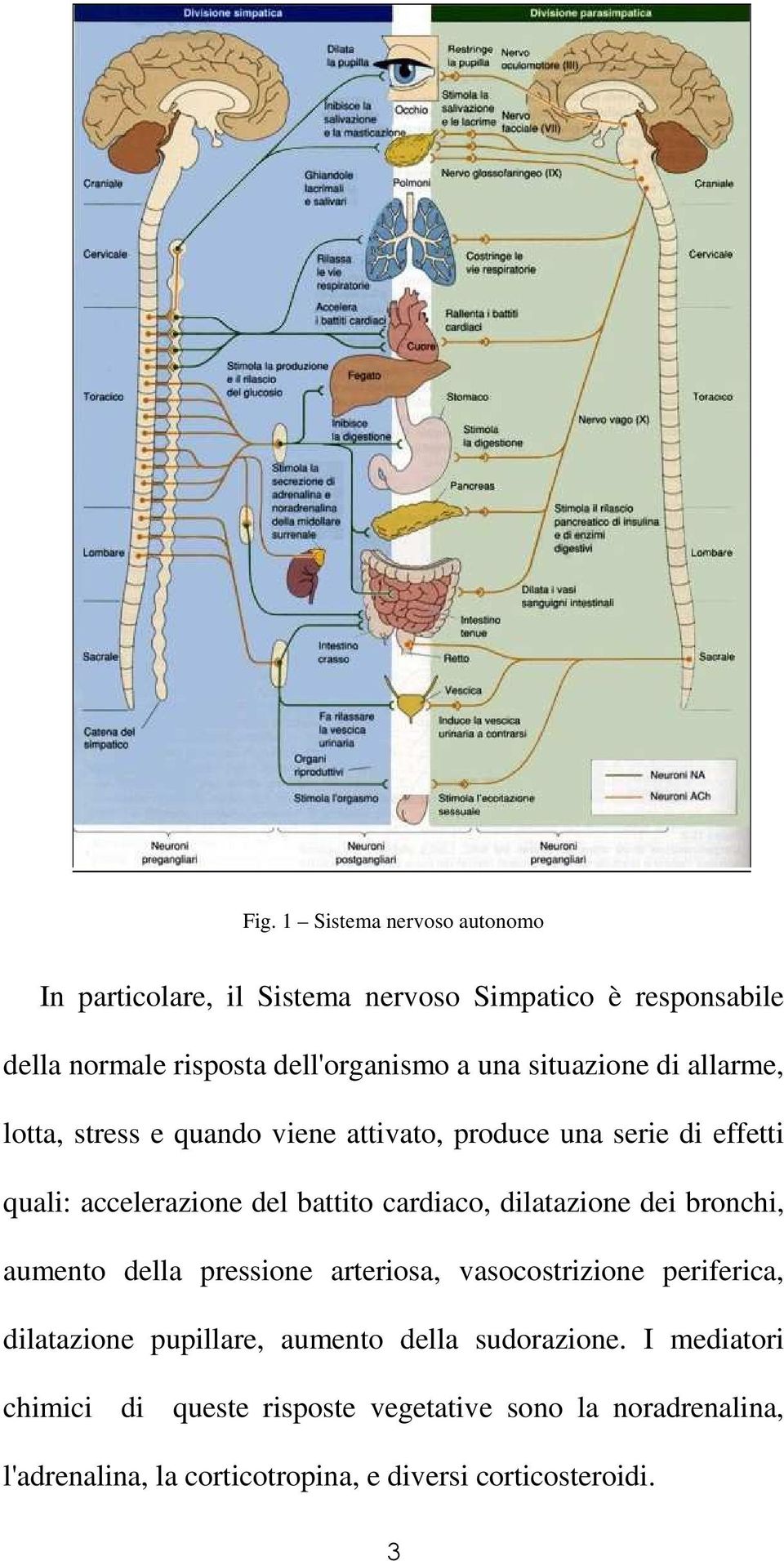 dilatazione dei bronchi, aumento della pressione arteriosa, vasocostrizione periferica, dilatazione pupillare, aumento della