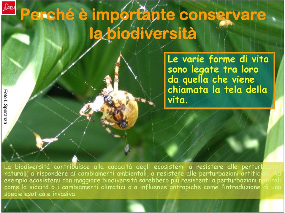 La biodiversità contribuisce alla capacità degli ecosistemi a resistere alle perturbazioni naturali, a rispondere ai cambiamenti