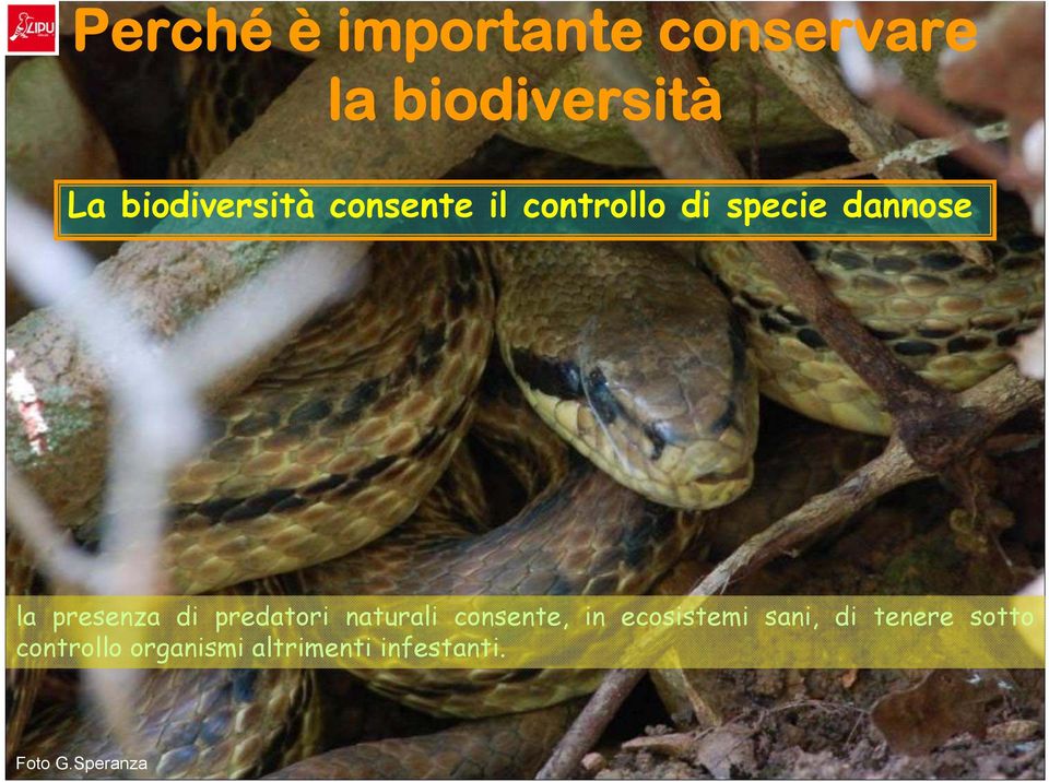 presenza di predatori naturali consente, in ecosistemi sani,