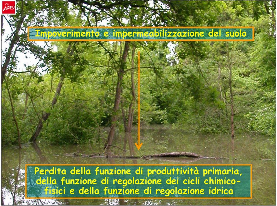 produttività primaria, della funzione di