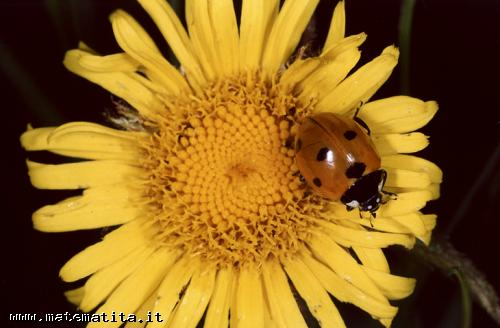 Per il futuro arricchire il parco delle proposte aumentare