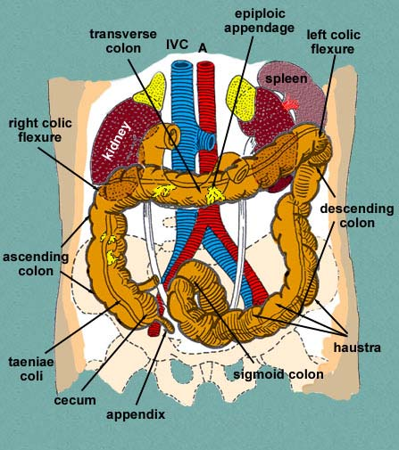 nell intestino crasso I residui non digeribili vengono spinti dalla peristalsi nell intestino crasso.