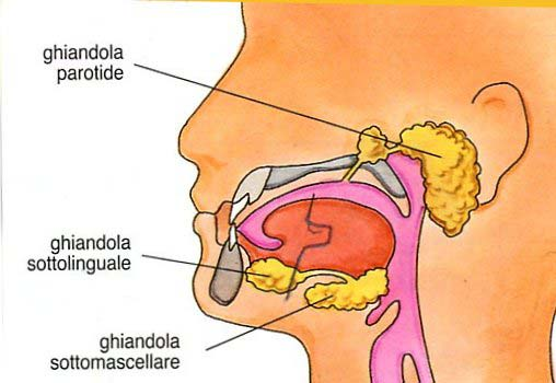 in bocca La porta d ingresso dell apparato digerente è la bocca: il cibo viene triturato dai denti e mescolato alla saliva che contiene la ptialina enzima che trasforma gli amidi in destrine e