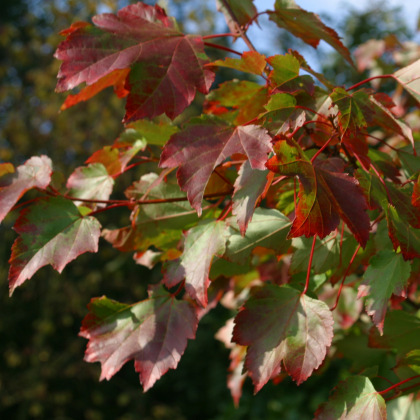 SCHEDE SPECIE ARBOREE ACER RUBRUM (var.