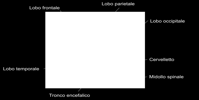 Fig. 2.4-Il sistema nervoso centrale Tab. 2.1-Le funzioni dei lobi cerebrali Lobo frontale -Funzioni esecutive -Controllo delle emozioni e degli impulsi -Motivazione -Giudizio.