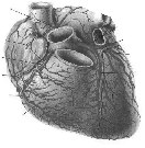 LO SHOCK Per SHOCK si intende una reazione dell organismo all incapacità del sistema cardiocircolatorio di fornire un adeguato apporto di sangue (quindi ossigeno) a tutte le parti vitali dell