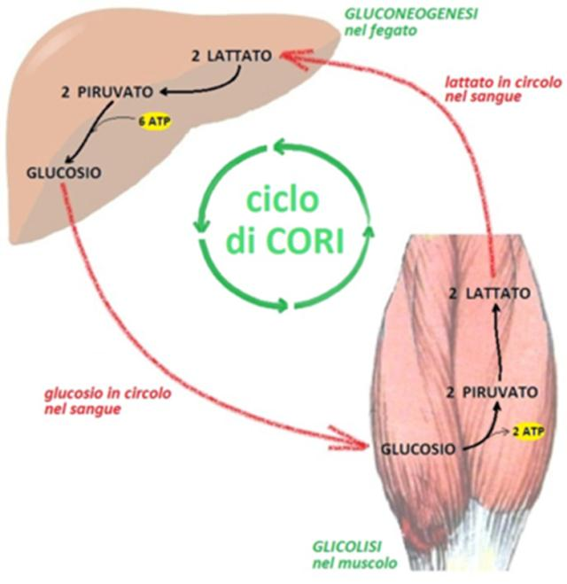 I destini del lattato Viene ossidato dai muscoli Gluconeogenesi: viene riconvertito in glucosio dal fegato(ciclo di